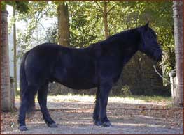 ange mon ti koeur